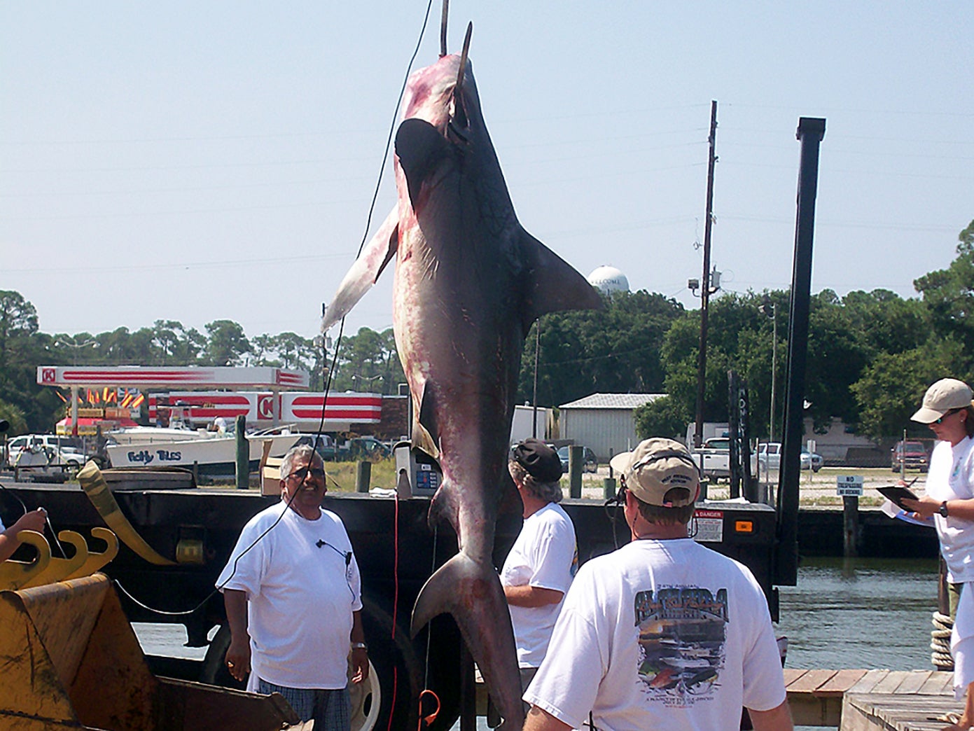 Record Bull Shark